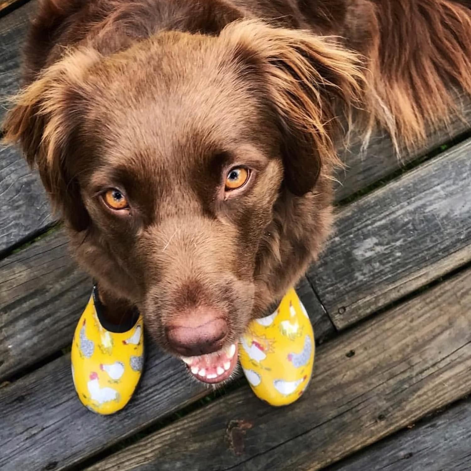 Sloggers Waterproof Garden Shoe for Women – Outdoor Slip On Rain and Garden Clogs with Premium Comfort Insole, (Chickens Daffodil Yellow), (Size 8) - Image 2